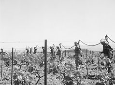 Schwefelung der Weinstöcke, Ebene der Mitidja. 