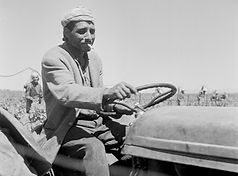 Schwefelung der Weinstöcke, Ebene der Mitidja. 