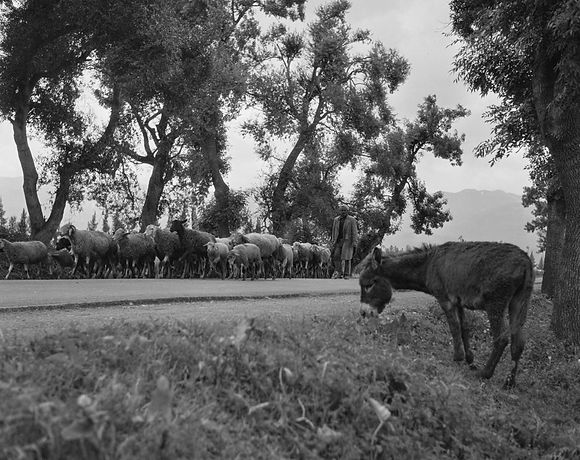 Natürliche Schönheit