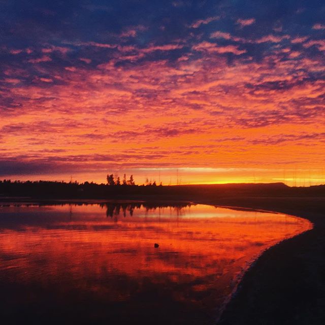 Doggy Den Luxury Doggy Daycare and Supplies