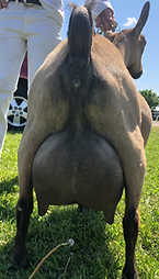 SG Tempting Willows Lots of Aces rear udder