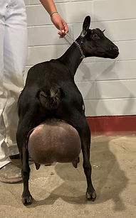 Rear udder