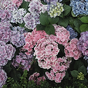 Purple Flowers_edited.png