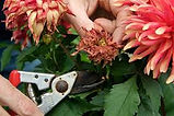 deadheading.jpg