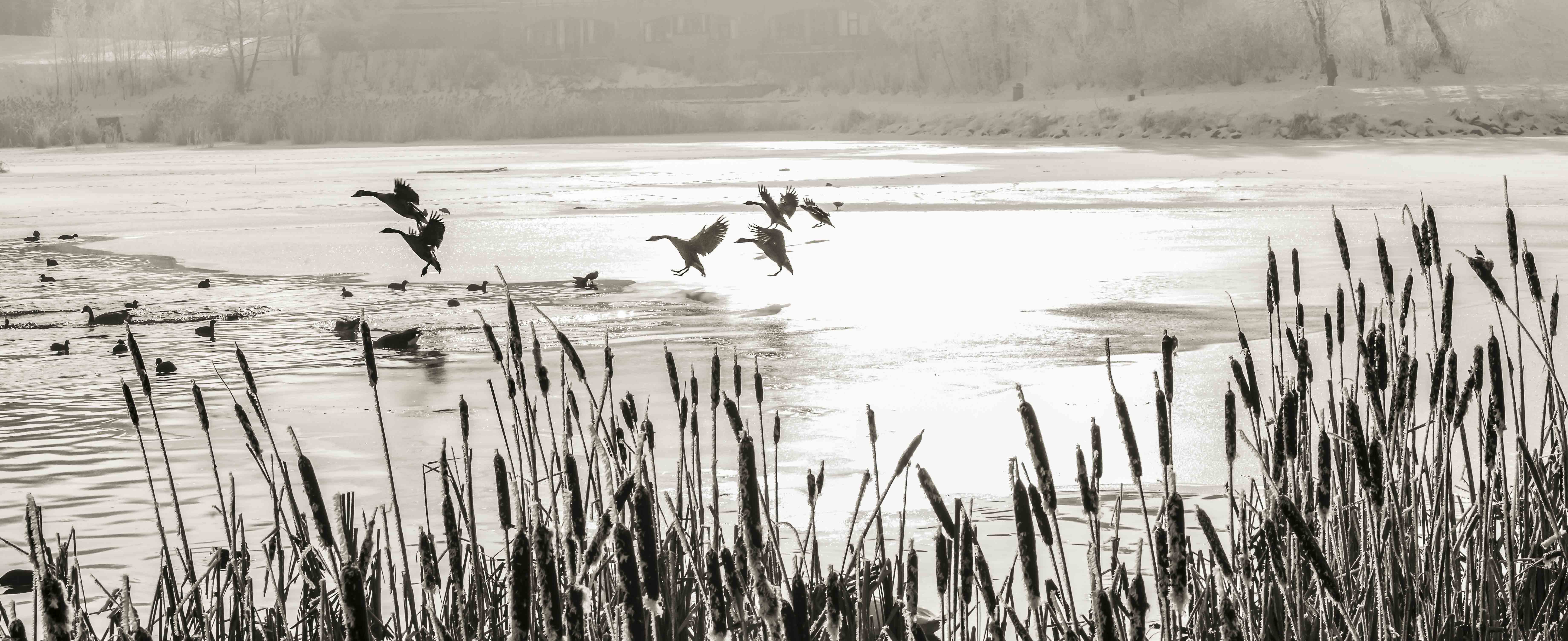 Lac Louvain-la-Neuve "1" - Belgique