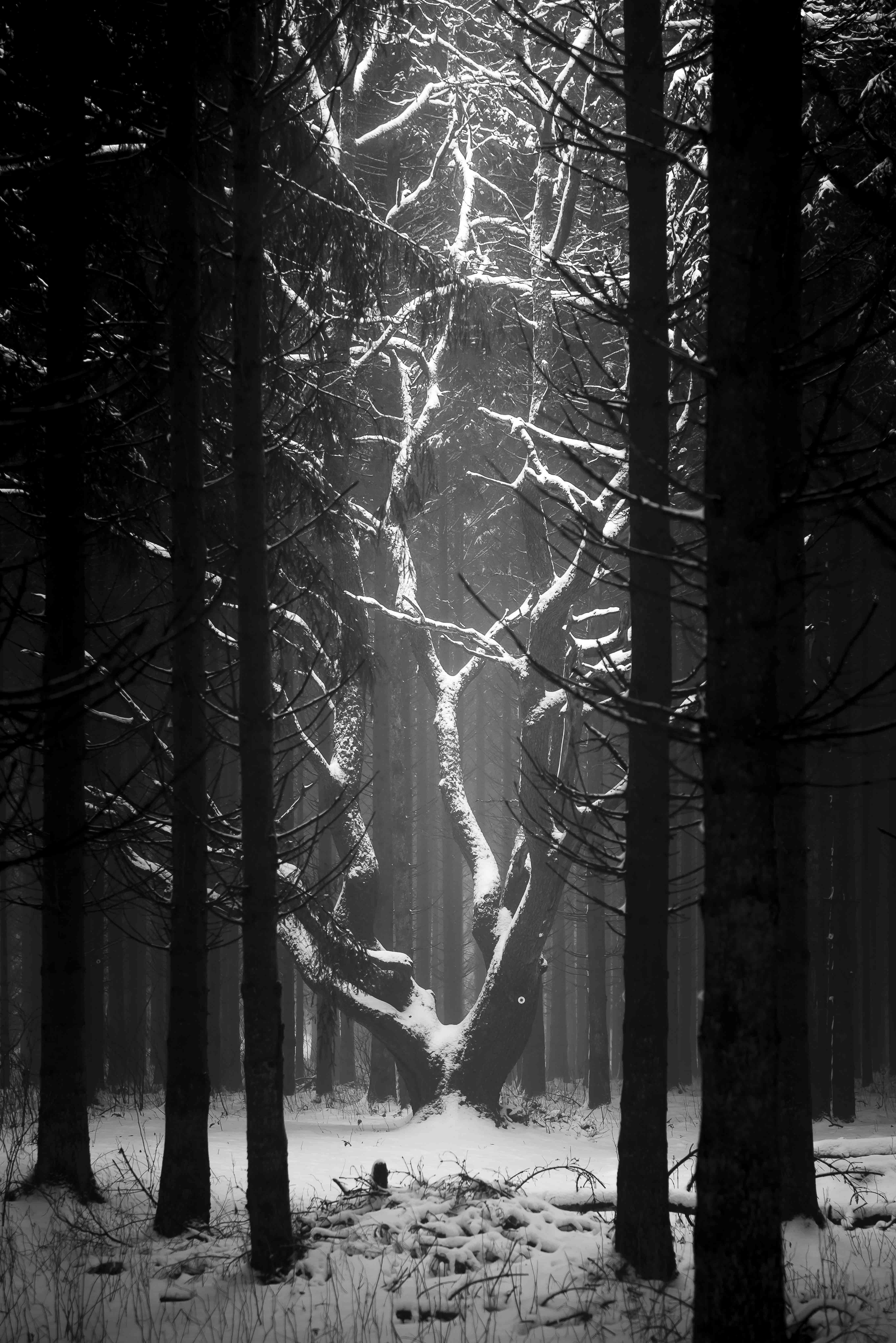 L'arbre - Weywertz - Belgique