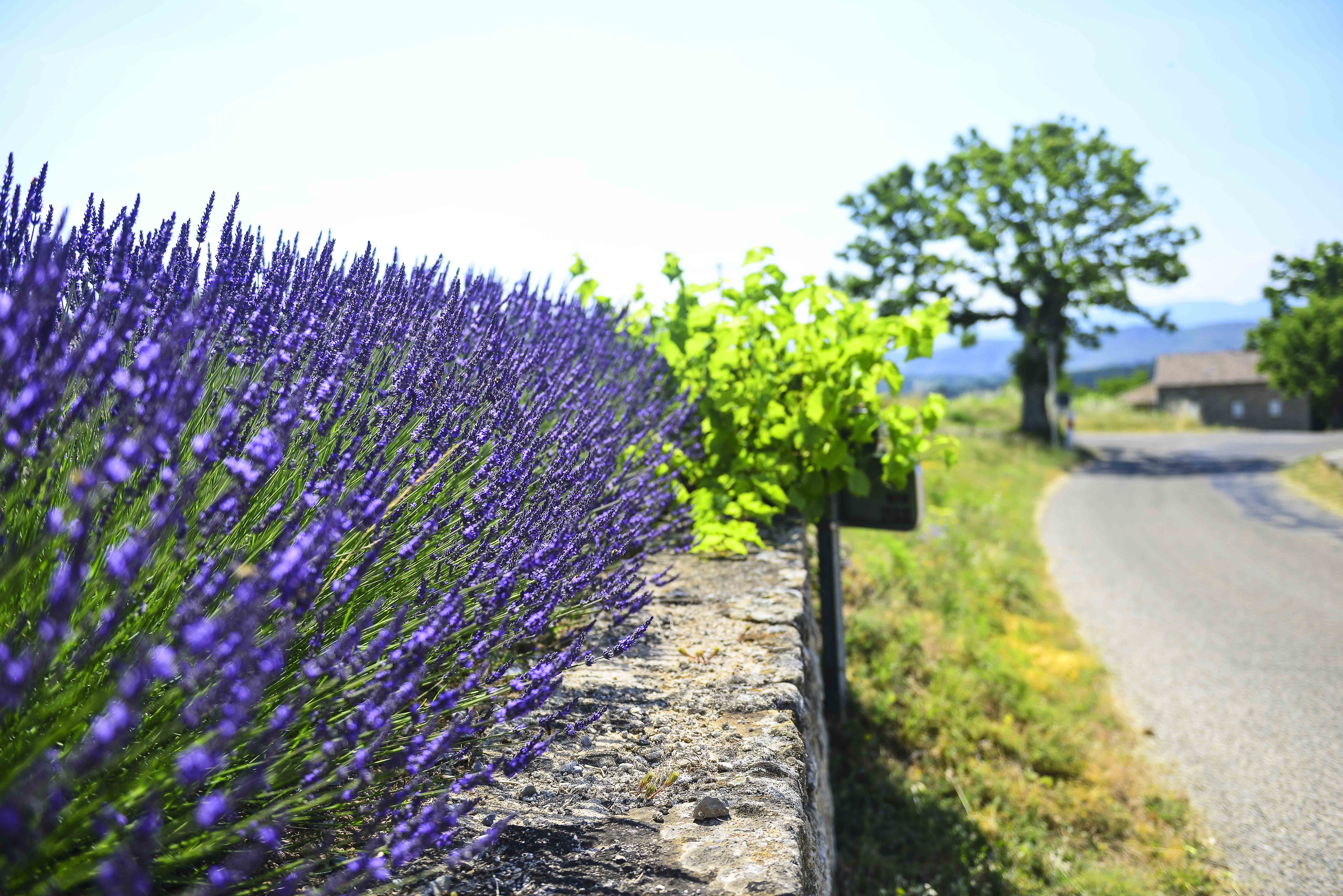 Lavande - Vernon - Ardèche - France