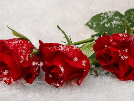 Love is Patient : Bible Study