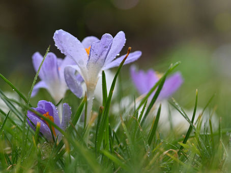 Crocus flower