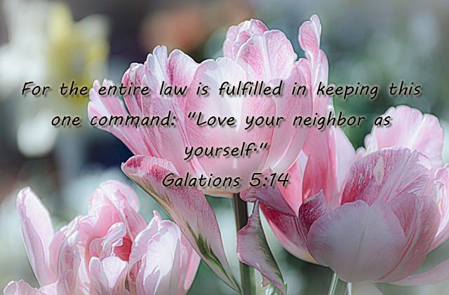pink Tulips with bible text
