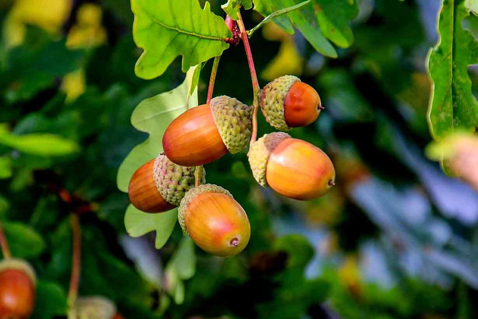 Acorn tree