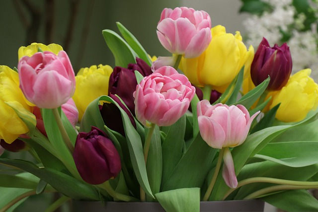 Tulips