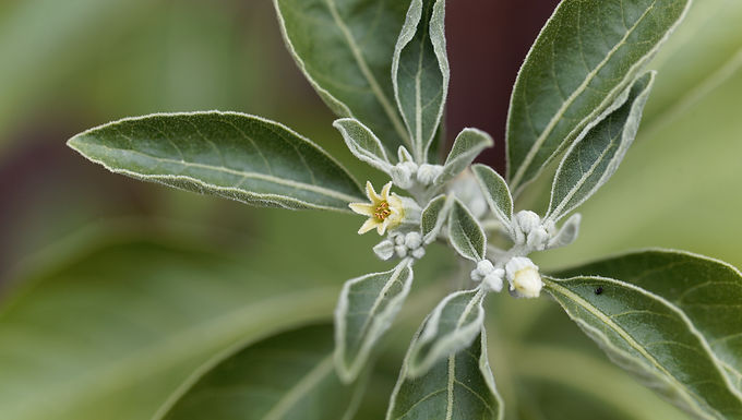 Ashwagandha