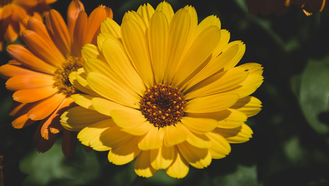 Calendula