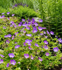 Gardens by Mardi - Robinhood Hillside