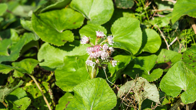 Butterbur