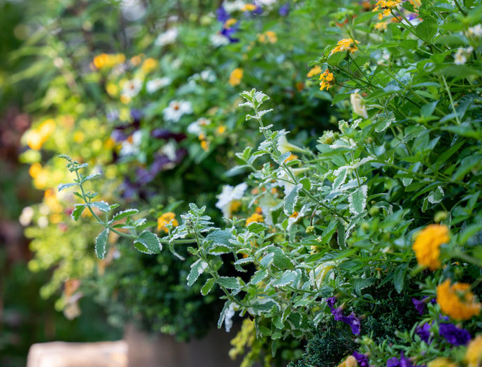 Gardens by Mardi - Robinhood Hillside