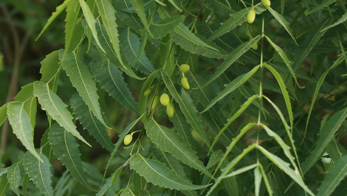 Neem