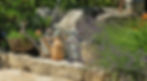 BlueBug Landscape Design - San Diego, CA