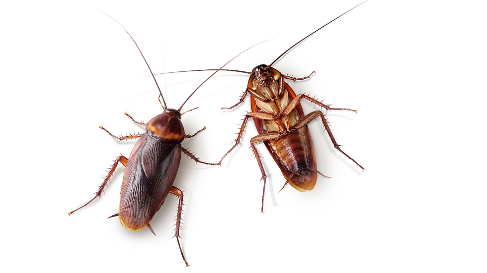 Cockroaches