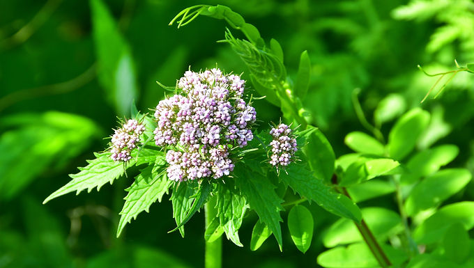 Valerian