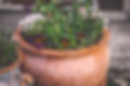 BlueBug Landscape Design - San Diego, CA