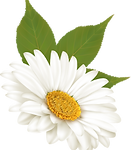 Download (3).png