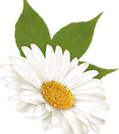 Download (3).png