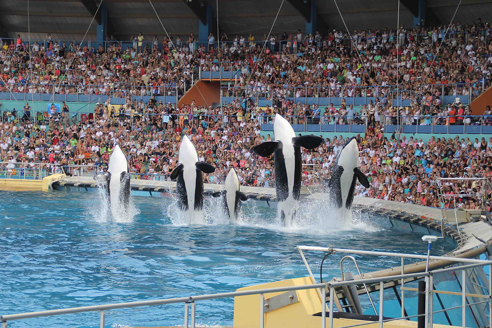 Marineland - Antibes
