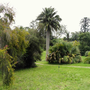 Botanical gardens of Villa Thuret in Antibes