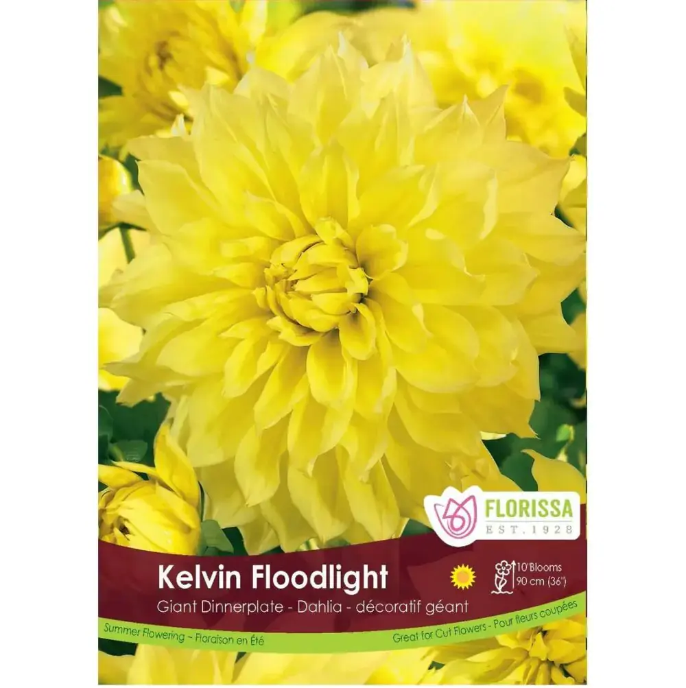 DAHLIA DINNERPLATE KELVIN FLOODLIGHT