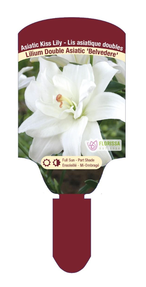 DOUBLE LILIUM ASIATIC BELVEDERE Asiatic Kiss Lily