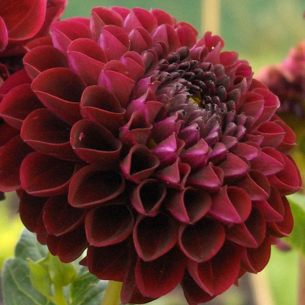 DECORATIVE DAHLIA ARABIAN NIGHT