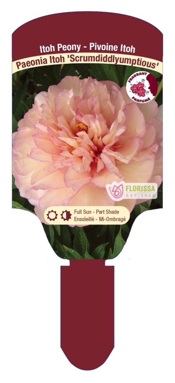 PAEONIA ITOH SCRUMDIDDLYUMPTIOUS Itoh Peony