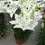 Thumbnail: LILY LOOKS ASIATIC TINY CRYSTAL Asiatic Pot Lily
