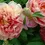 Thumbnail: PAEONIA ITOH SCRUMDIDDLYUMPTIOUS Itoh Peony