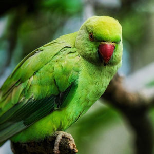 Vibrant green Parakeet