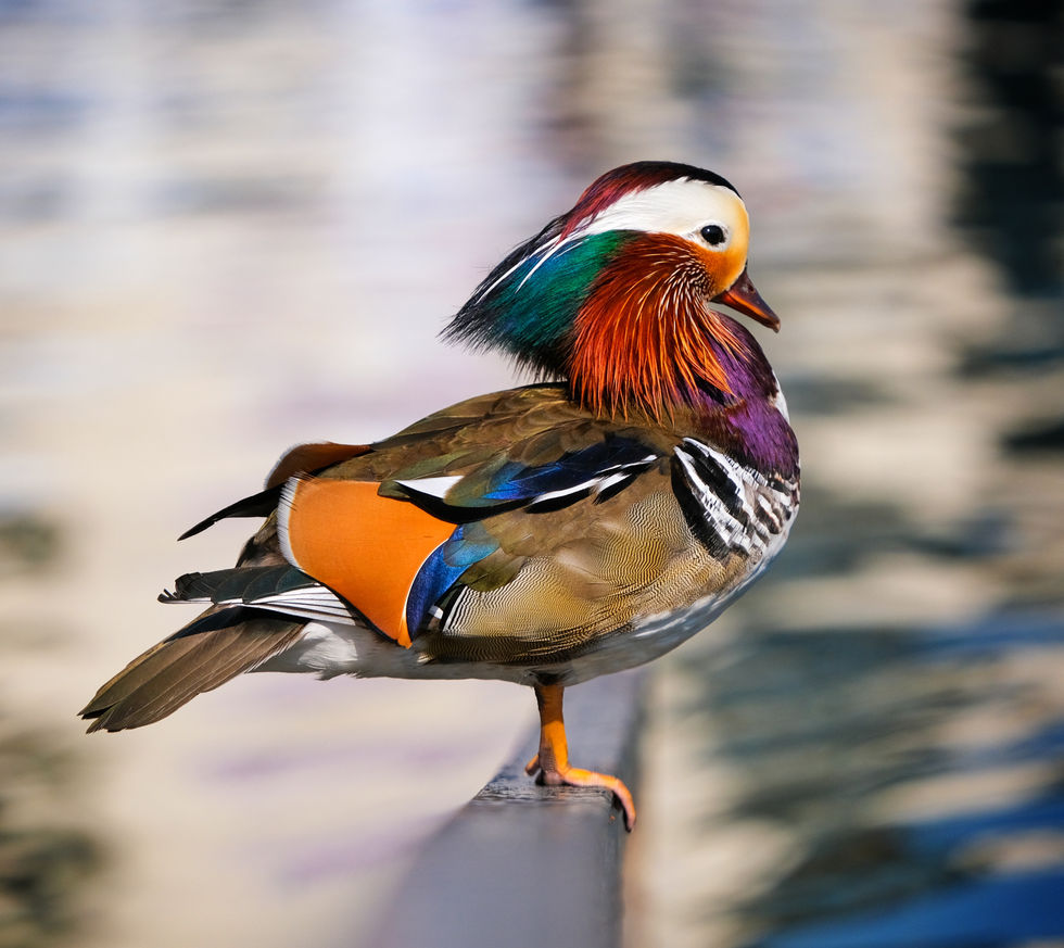 A colourful male Mandarin Duck perched on a railing at Windermere Lake
