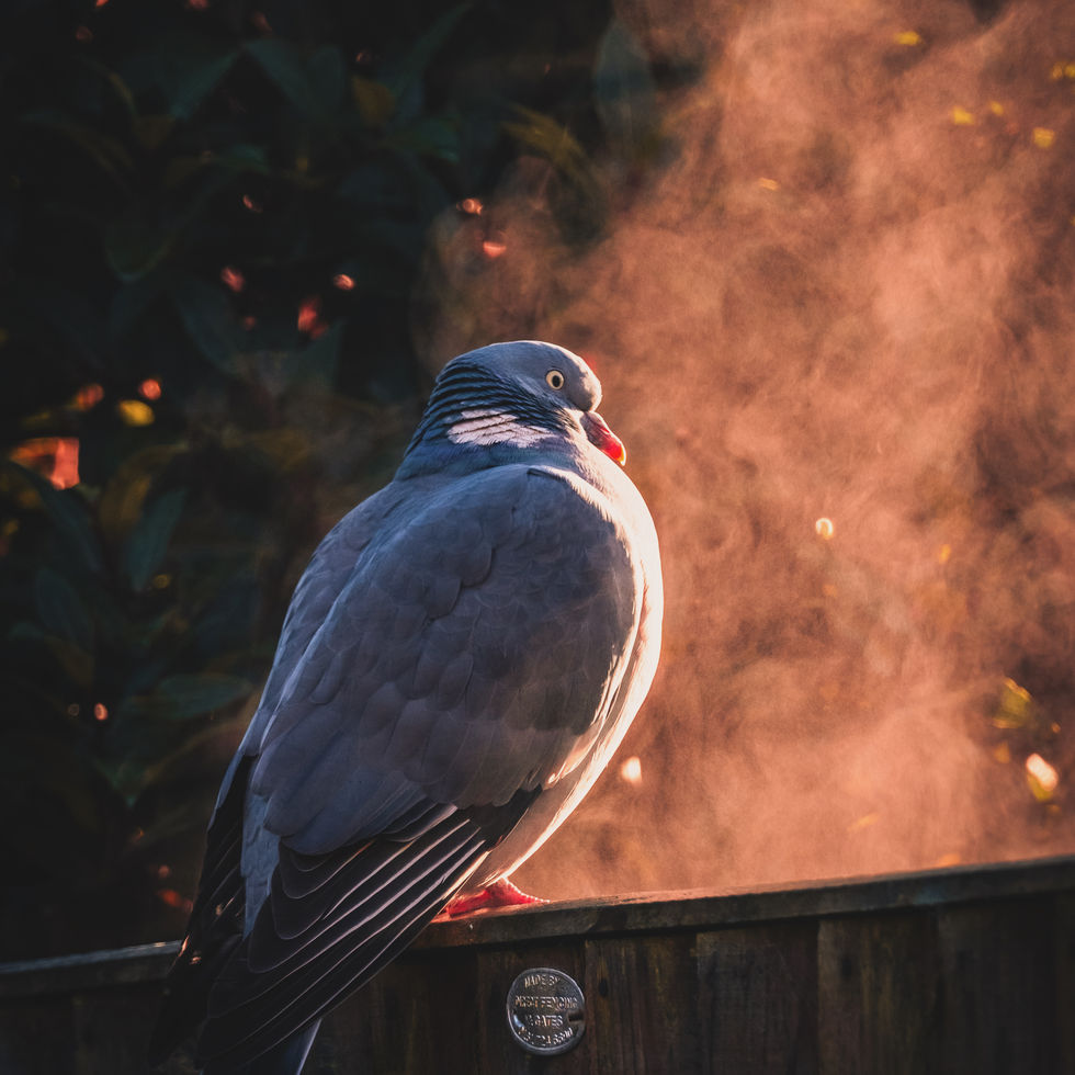 A wood pigeon perched on a fence, the steam from the frost and an orange sunrise in the background