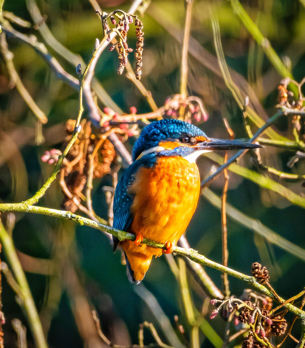 An orange and blue kingfisher say on a branch 