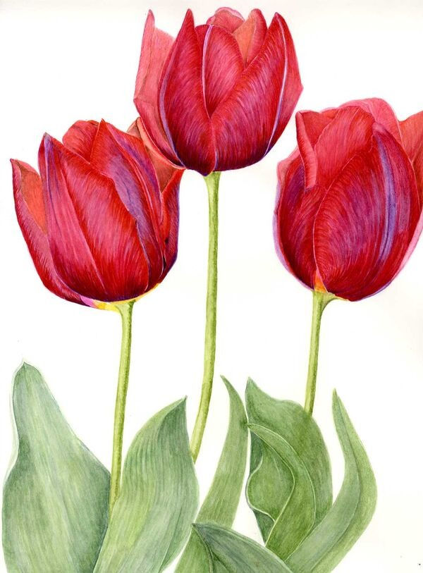 Red Tulips painting in watercolour