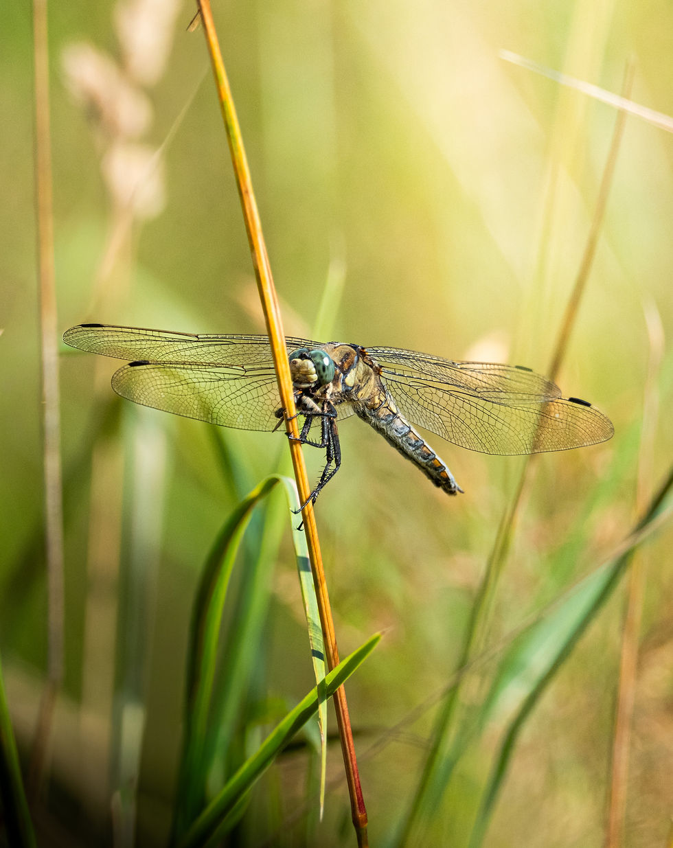Sharing a love and the knowledge for Wildlife Photography