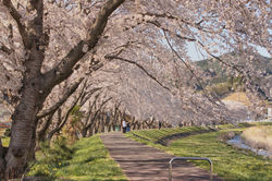 立根川沿い桜並木