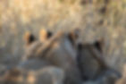 Kruger Safari Collection May 2024-180.JPG