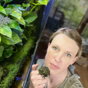 Die neue Podcastfolge: Der vietnamesische Moosfrosch (theloderma corticale)