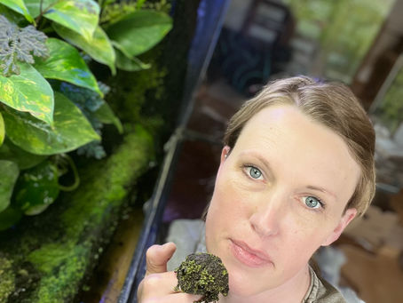 Die neue Podcastfolge: Der vietnamesische Moosfrosch (theloderma corticale)