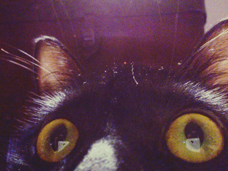 Olhos Curiosos