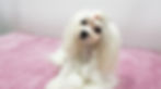 Diva Dog Beauty Salon Javea, Diva Dog, Javea, Dog Groomer Javea, Dog Grooming Javea, Dog G