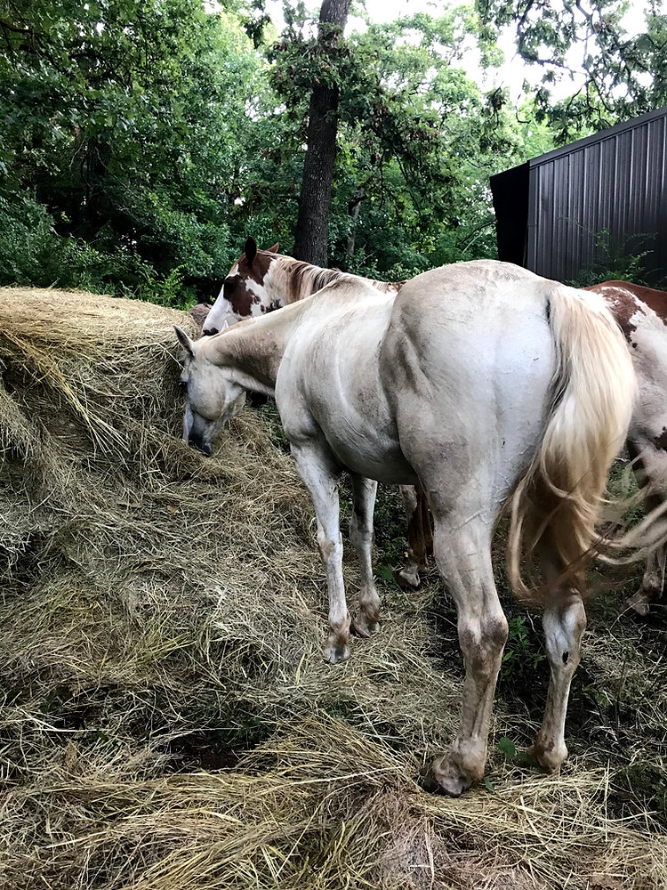 Horse Track System (paddock paradise and equicentral)