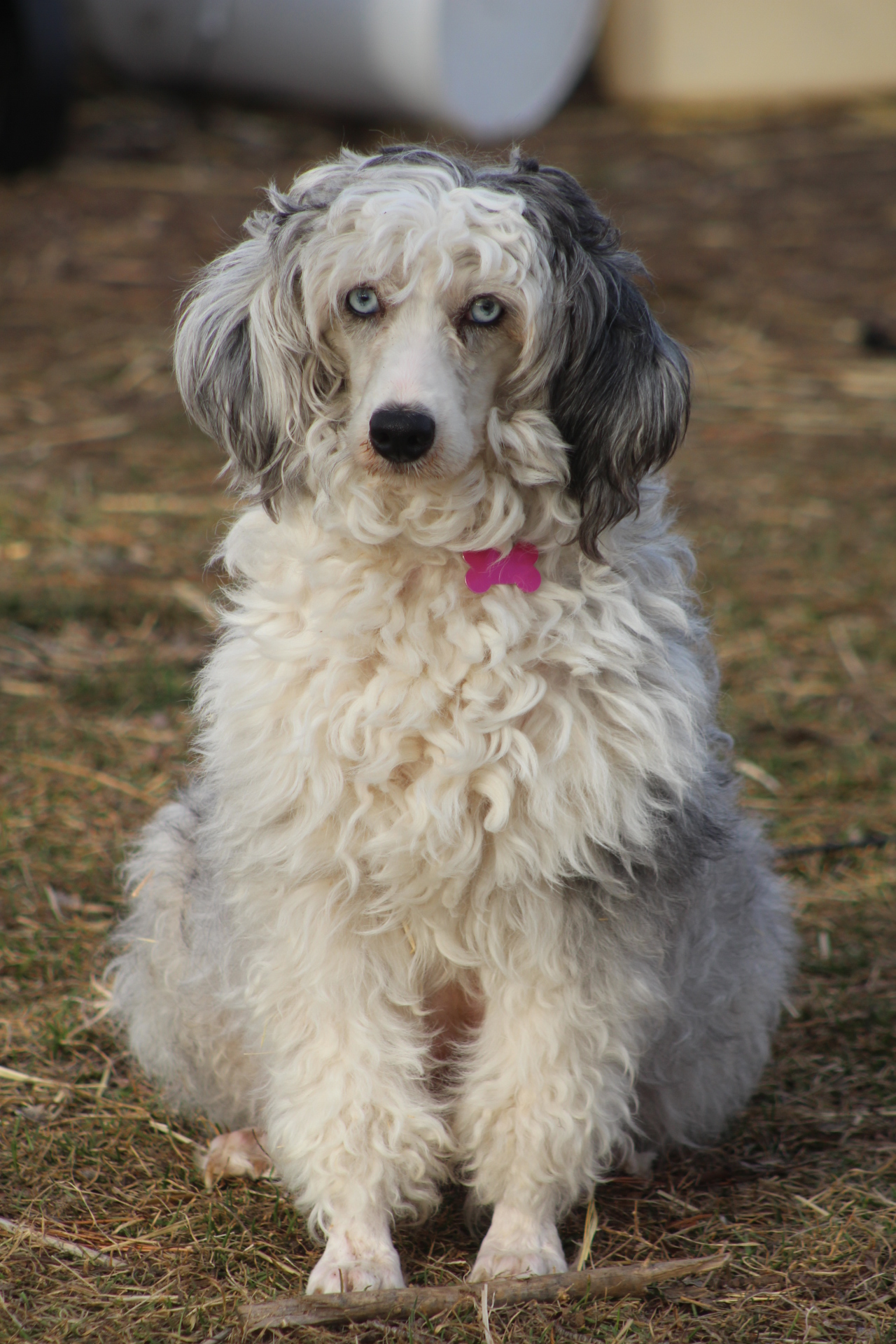 aussiedoodle adult